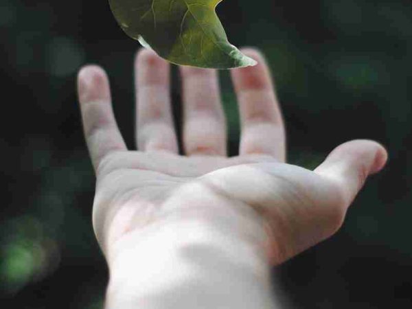 shallow focus photography of green leaf